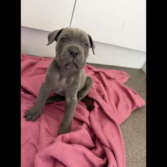 Mixed Breed