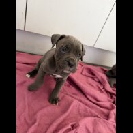 Mixed Breed
