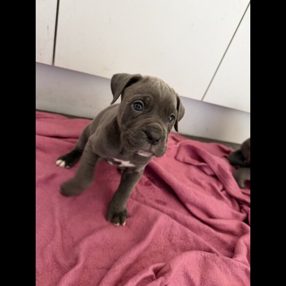 Mixed Breed