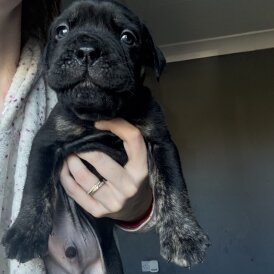 Mixed Breed