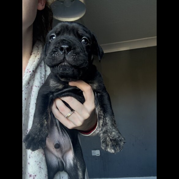 Mixed Breed