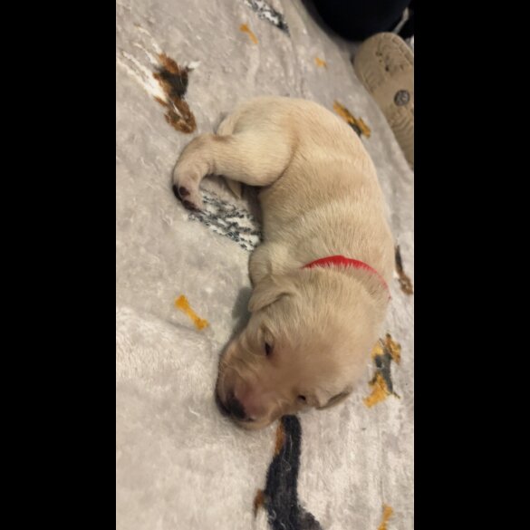 Labrador Retriever