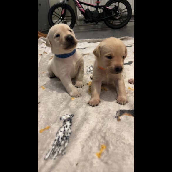 Labrador Retriever
