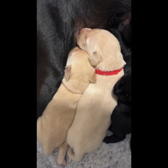 Labrador Retriever
