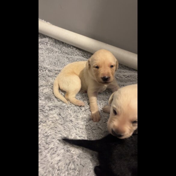 Labrador Retriever