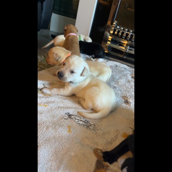 Labrador Retriever