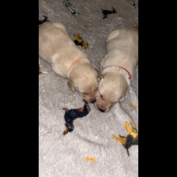 Labrador Retriever