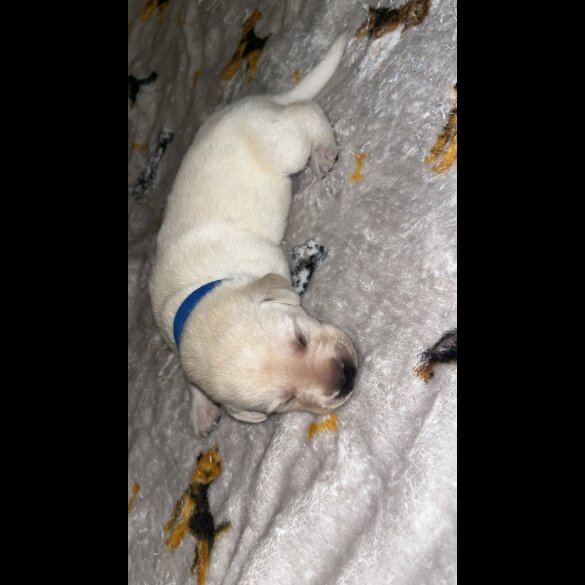 Labrador Retriever