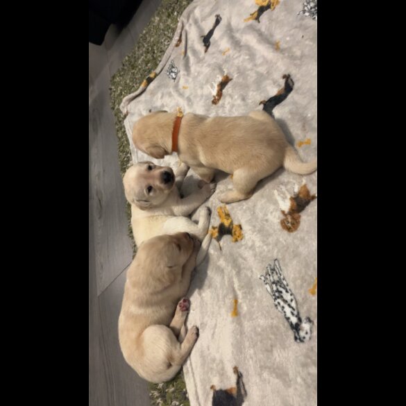 Labrador Retriever