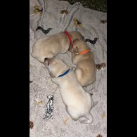 Labrador Retriever