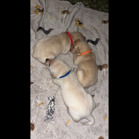 Labrador Retriever