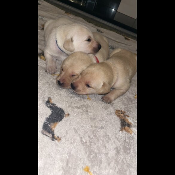 Labrador Retriever