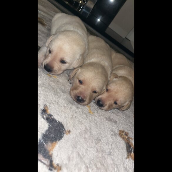 Labrador Retriever