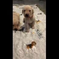 Labrador Retriever