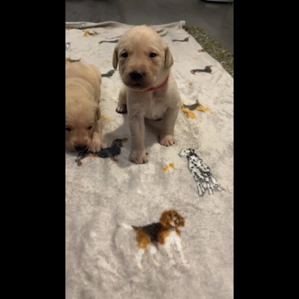 Labrador Retriever