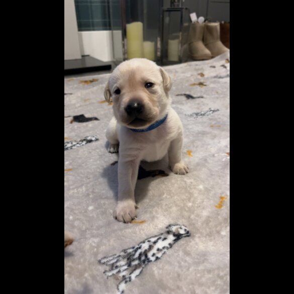 Labrador Retriever