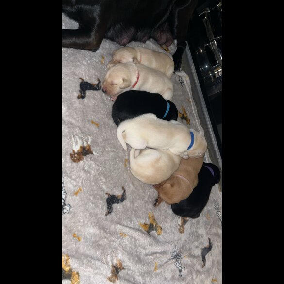 Labrador Retriever