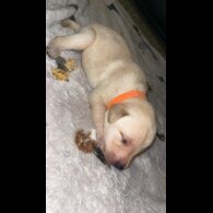 Labrador Retriever