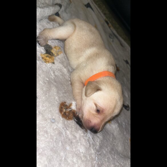 Labrador Retriever