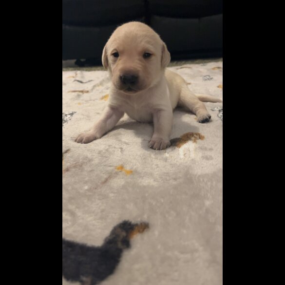 Labrador Retriever