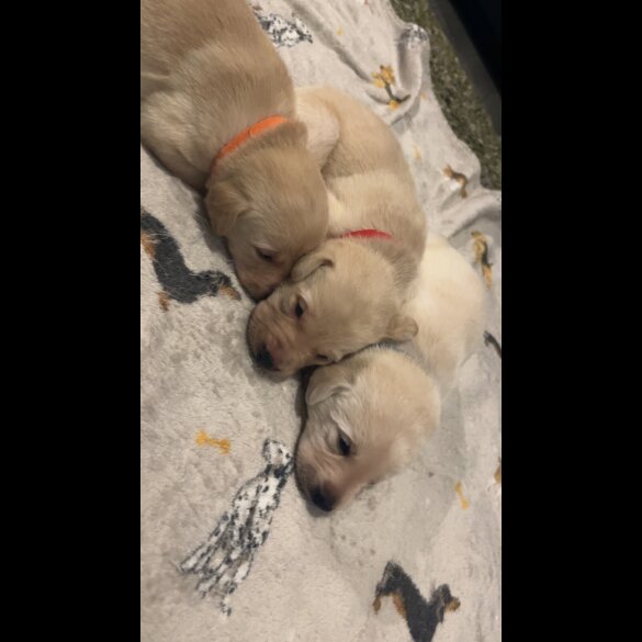 Labrador Retriever
