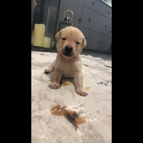 Labrador Retriever