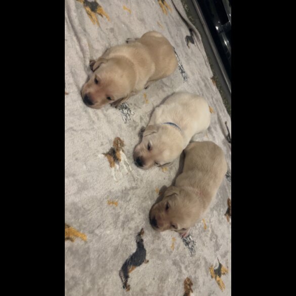Labrador Retriever
