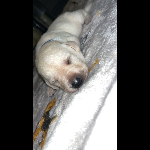 Labrador Retriever