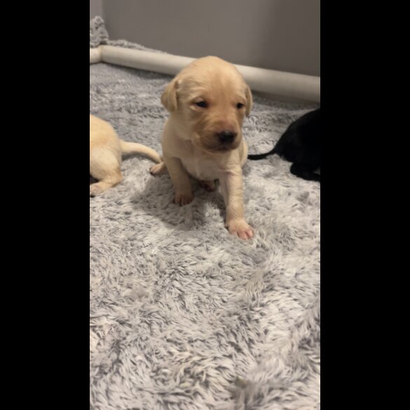 Labrador Retriever