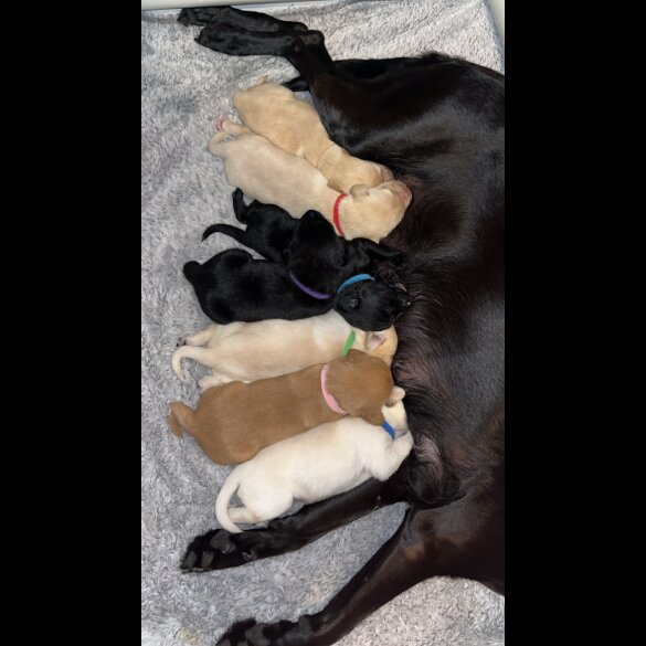 Labrador Retriever
