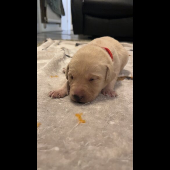 Labrador Retriever