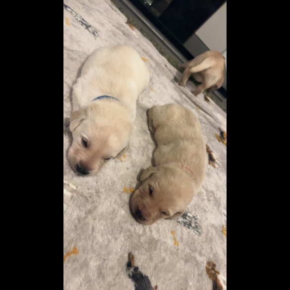 Labrador Retriever