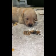Labrador Retriever