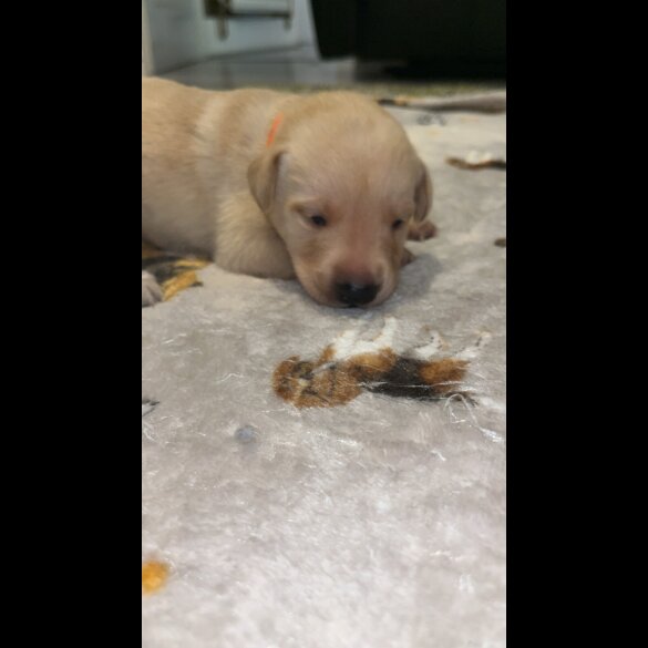 Labrador Retriever