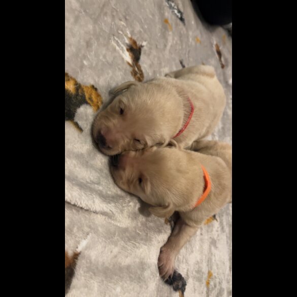 Labrador Retriever