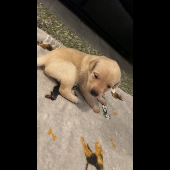 Labrador Retriever