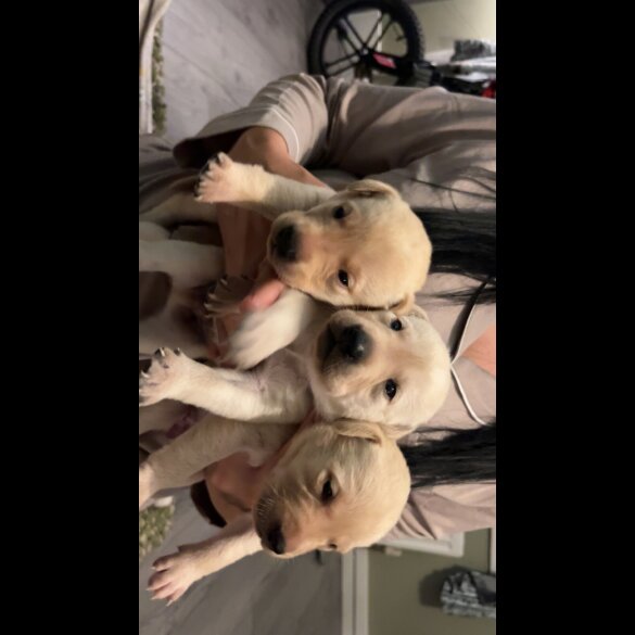 Labrador Retriever