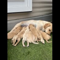 Labrador Retriever - Both