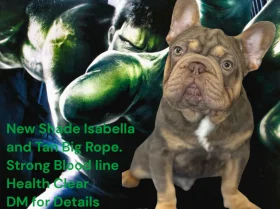 French Bulldog
