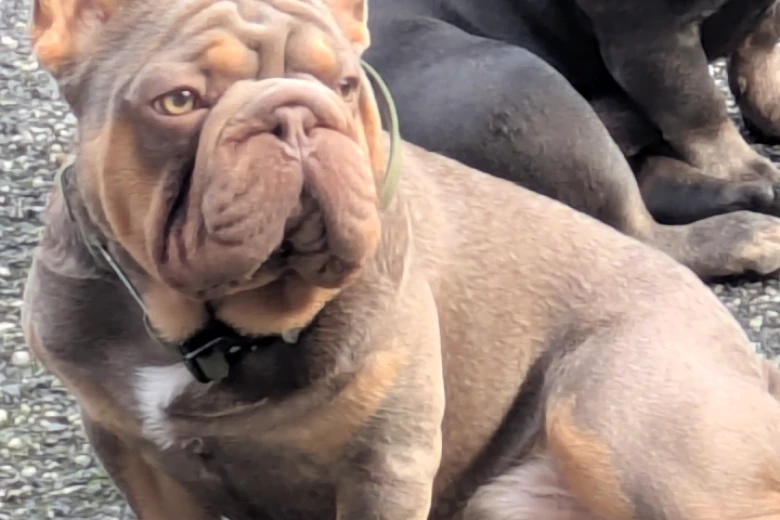 French Bulldog