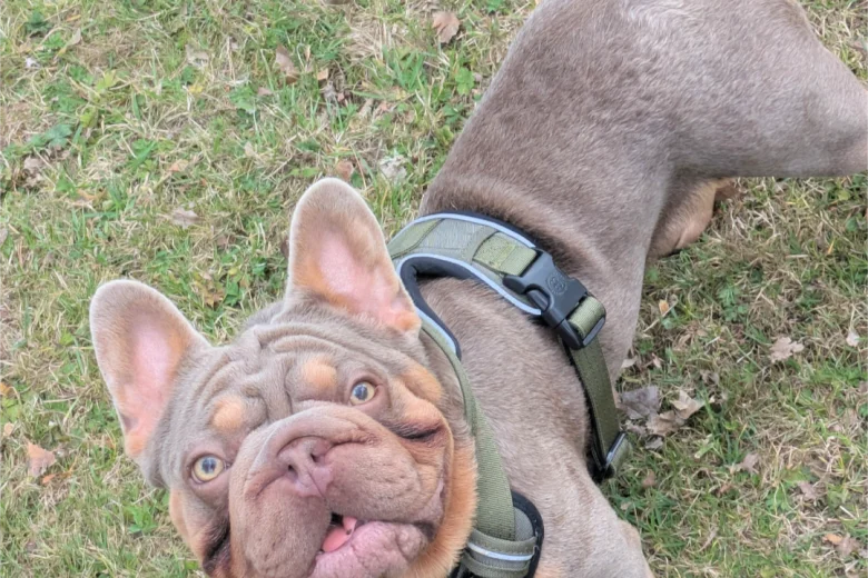 French Bulldog