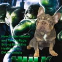 French Bulldog