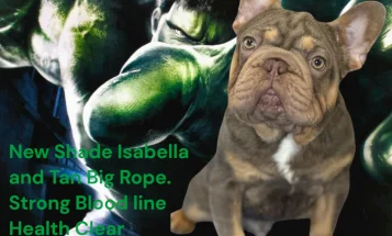 French Bulldog