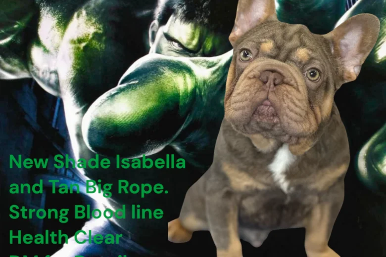 French Bulldog