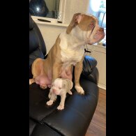 English Bulldog - Both