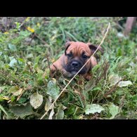 English Bulldog - Bitches