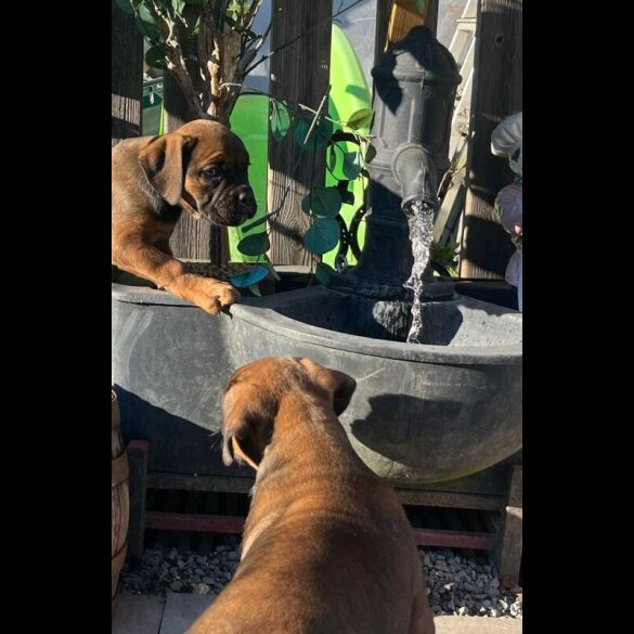 English Bulldog - Bitches