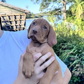 Hungarian Vizsla