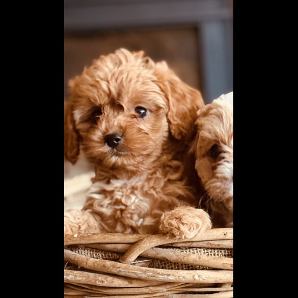 Cavapoo
