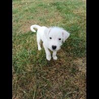 Parson Russell Terrier - Both